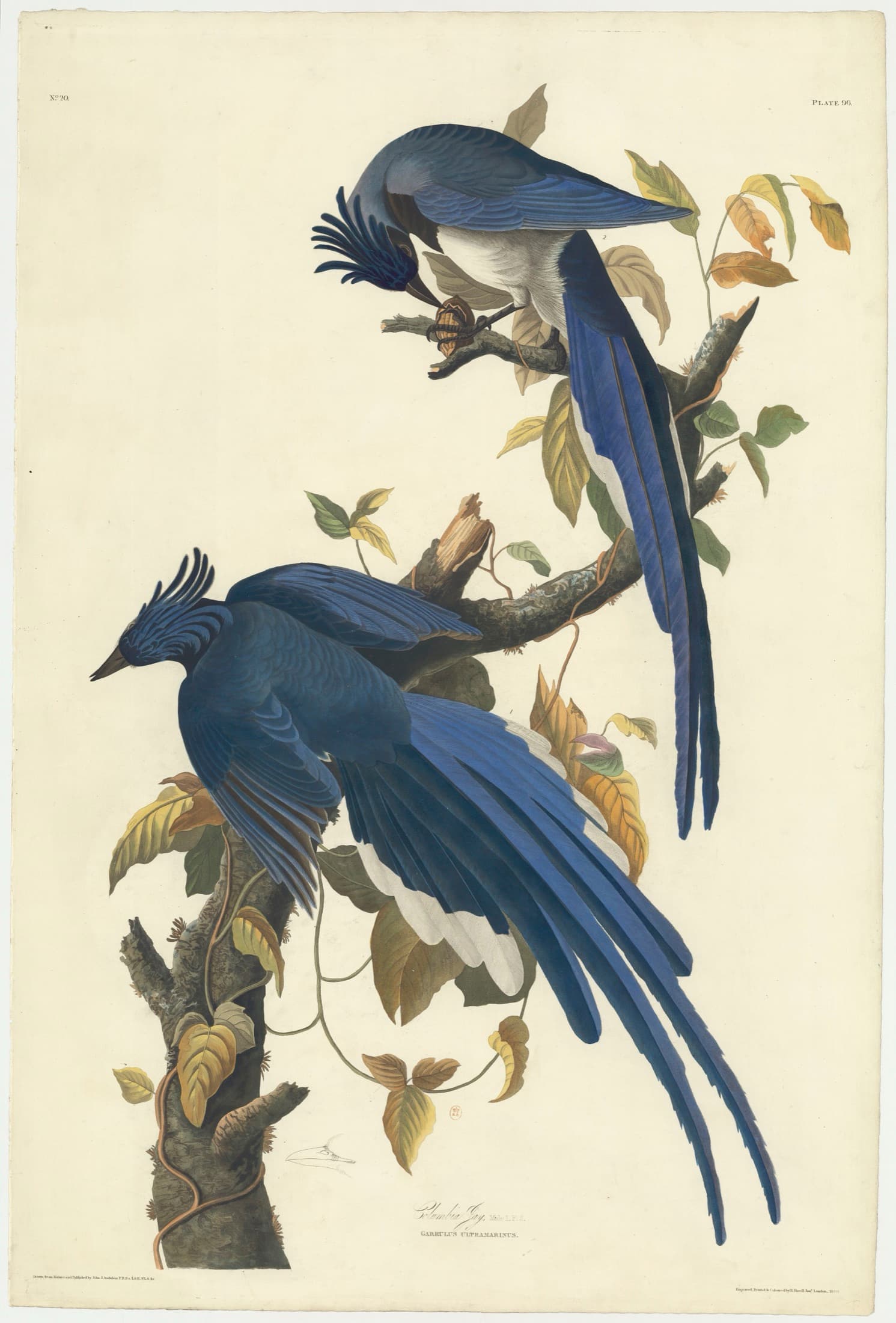 A hand-colored plate of two black-throated magpie-jays on a branch